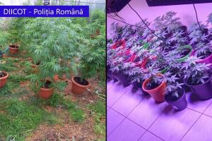 Peste 200 de plante de cannabis, ridicate de procurorii DIICOT după percheziții de amploare în Prahova, Mehedinți și Timiș