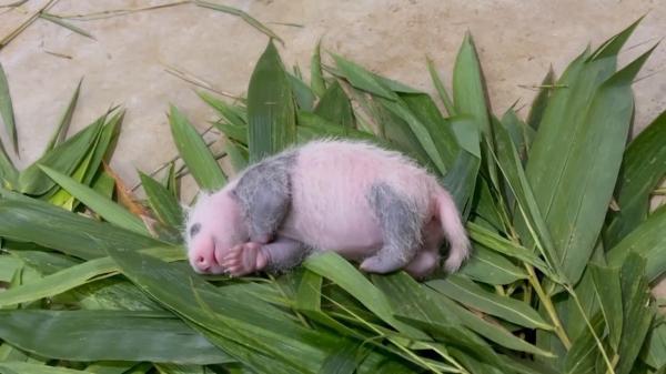 Imaginile cu primul pui de panda uriaş născut în Singapore au devenit virale pe internet