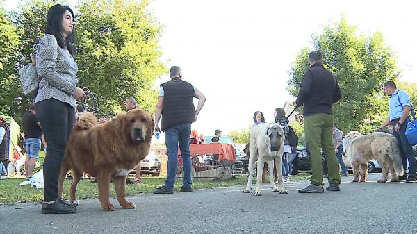 Sute de câini, din 28 de ţări, au participat la "Dracula Dog Show", la Târgu Mureş