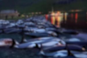 "Fără cuvinte, doar lacrimi". Imagini cutremurătoare cu 1500 de delfini, măcelăriţi sub ochii copiilor din Insulele Feroe. Tradiţia sângeroasă, condamnată de activiştii de mediu