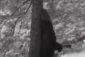 Imagini inedite cu un urs, în Piatra Craiului. Animalul a fost ocupat să-şi scarpine de zor spinarea, frecându-se de un copac