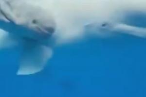Miracolul vieţii: O balenă beluga a născut pentru prima dată un pui într-un habitat artificial, în Rusia