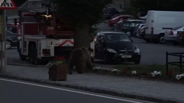 Mărturisiri de groază ale localnicilor care au dat nas în nas cu ursul, în Braşov: "Căţelul latră în sus. Şi când ne-am uitat, ursul în cireş. Era sa fac infarct"