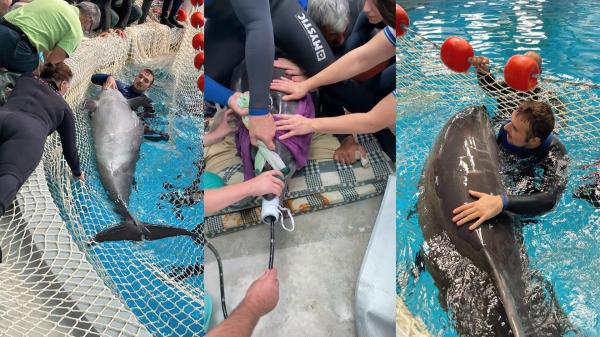 Concediu medical pentru delfinul Chan Chan. Analizele mamiferului au fost trimise la trei laboratoare din România şi Spania