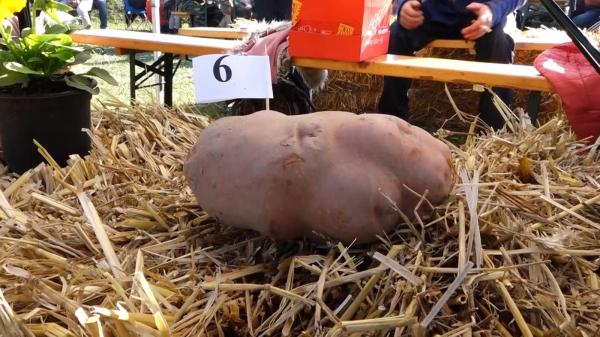 Cartoful gigant, de aproape un kilogram și jumătate, vedetă la Festivalul Fermierului din Harghita