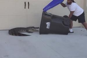 Aligator capturat într-un tomberon. Lupta unui fost militar din Florida pentru a-şi salva vecinii din colţii reptilei