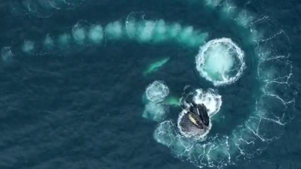 "Opera de artă" a balenelor ucigaşe, în apele învolburate de la Polul Sud: înotând în cerc, au format un vârtej spectaculos