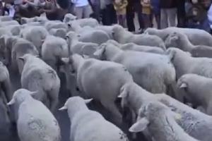 Mii de oi au traversat capitala Spaniei. Festivalul celebrează deplasarea sezonieră între păşunile de la munte şi adăposturile din văi