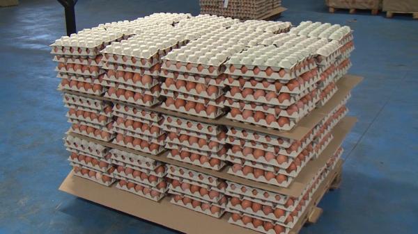 Anchetă ANSVSA: Ouă cu origine falsificată şi carne de pasăre cu Salmonella, vândute pe piaţa din România