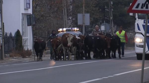 Vacile "maidaneze" care cutreieră străzile din Vatra Dornei ar putea fi date în adopție, dacă proprietarii nu-și plătesc amenzile