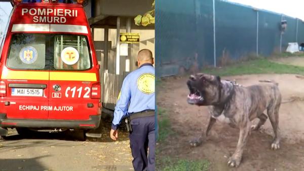 Cum a fost ucis un copil de 3 ani de câinele familiei, din rasa Presa Canario: ''Animalul are o agresivitate înnăscută''