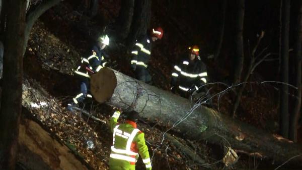 Cozi de mașini de 6 kilometri pe DN1, între Azuga şi Predeal, după ce doi copaci mari au căzut pe carosabil