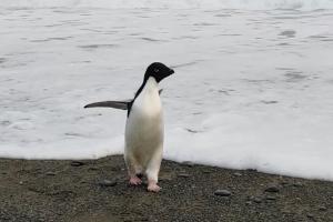 Un pinguin a apărut pe coasta Noii Zeelande, la 3.000km depărtare de habitatul său natural. Un localnic a crezut că e o jucărie