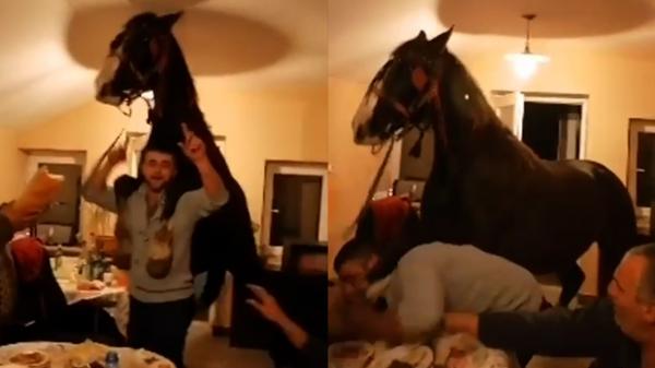 VIDEO. Cal filmat în casă la o petrecere în Călăraşi. Un bărbat a încercat să ridice calul pe umeri, animalul a doborât o masă