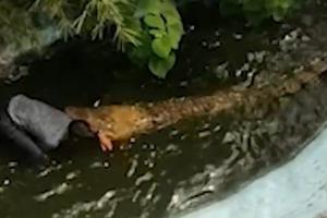 Un turist din Filipine a fost atacat de un crocodil de 12m. Bărbatul a crezut că reptila este de plastic