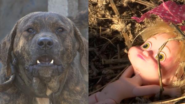 Fetiţă de 4 ani din Tulcea, sfâşiată de un câine de luptă jumătate pitbull, jumătate rottweiler. Bunica a salvat-o pe copilă în ultima clipă