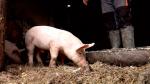 Caz de trichineloză depistat la un porc tăiat într-o gospodărie din comuna Gârbova. Avertismentul medicilor veterinari