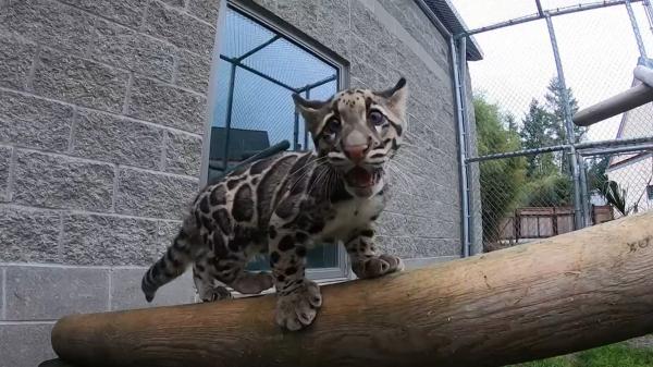 Un pui de leopard noros, noua atracţie a unei Grădini Zoologice din Statele Unite