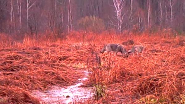 Imagini rare: Haită de lupi, surprinsă la joacă în ploaie, în Parcul Naţional Semenic - Cheile Carașului