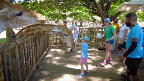 Safari în Mauritius, o experienţă de neuitat. O echipă Observator la pas printre girafe şi zebre