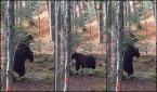 Baloo, ursulețul adorabil filmat când se scarpină pe spate de un arbore într-o pădure din România