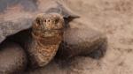 43 de țestoase în pericol de dispariție, gata să se descurce pe cont propriu, în mediul lor natural