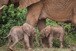 Fenomen extrem de rar în Kenya. O femelă elefant a dat naştere a doi pui gemeni, fată şi băiat