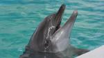 Vedetele Delfinariului din Constanţa, ferite cu orice preţ de COVID. Familia de delfini s-ar putea mări anul acesta