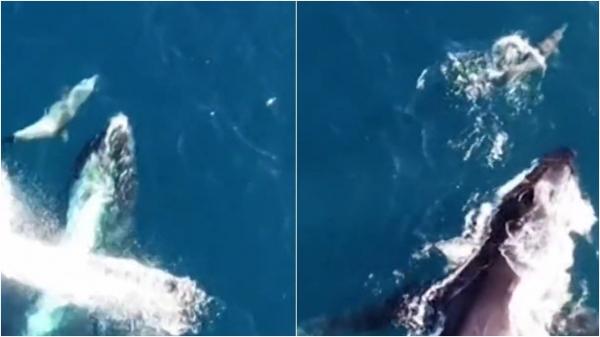 Momentul special în care o balenă şi un delfin ''dansează'' în largul golfului din Oahu