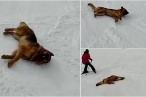 "Extraordinar!" Thorr, câinele care a devenit atracţia staţiunii Straja. Se dă în vânt după schiat