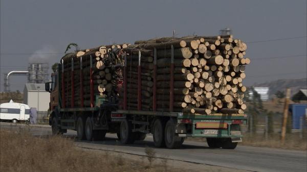 Ministrul Mediului a anunţat o nouă măsură împotriva defrişărilor ilegale: "Marcăm Ziua naţională a pădurilor cu încă un pas împotriva tăierilor ilegale"