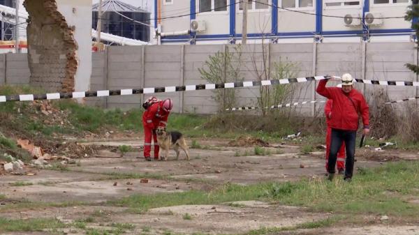 Cei mai buni câini de salvare din Europa se întrec la Craiova. Ce misiuni au de îndeplinit, în condiţii-limită