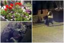 Femeie filmată noaptea, la furat de flori lângă Mitropolie. Soluţia primăriei din Iaşi pentru a-i opri pe hoţi