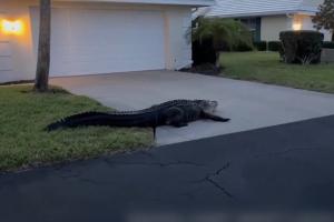 Un aligator de trei metri, vizită neaşteptată de Paştele catolic într-un cartier din Florida