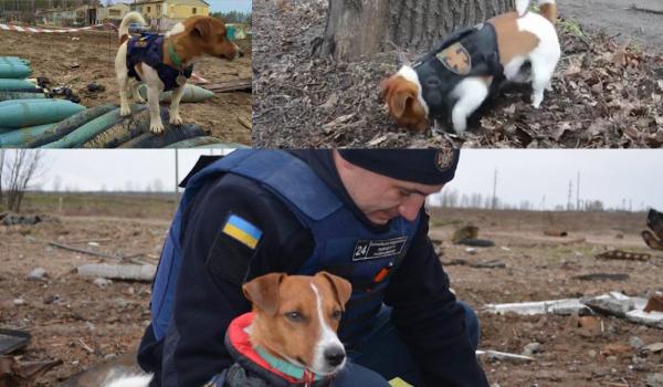 Patron, câinele-erou de pe frontul din Cernihiv. A ajutat militarii să găsească sute de mine lăsate în urmă de ruși
