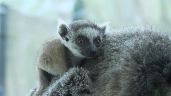 Eveniment rar într-o grădină zoologică din Viena: s-a născut un pui de lemur cu coadă inelată. E o specie pe cale de dispariţie
