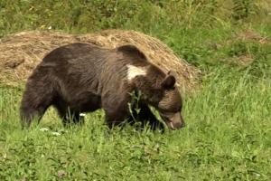 Ursul care l-a atacat pe adolescentul din Prahova este cel lovit luna trecută, de o maşină, pe DN1. Animalul, de negăsit