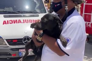 Un câine Labrador, înfometat şi speriat, supravieţuitor al exploziei din Havana