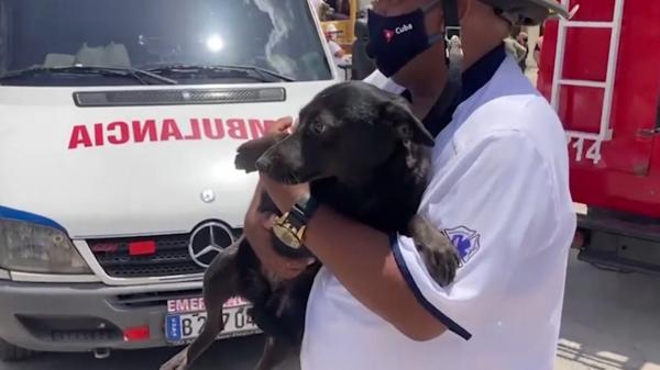 Un câine Labrador, înfometat şi speriat, supravieţuitor al exploziei din Havana