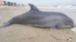 Războiul ucide până şi delfinii din Marea Neagră. Cum sunt afectate mamiferele care ajung moarte pe plajele româneşti