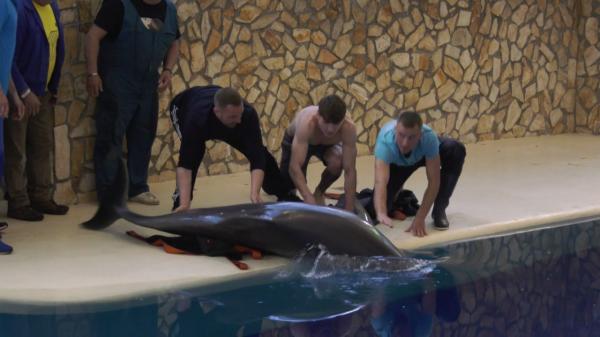 Patru delfini şi trei lei de mare, salvați din Harkovul bombardat de ruşi, aduşi la Constanţa