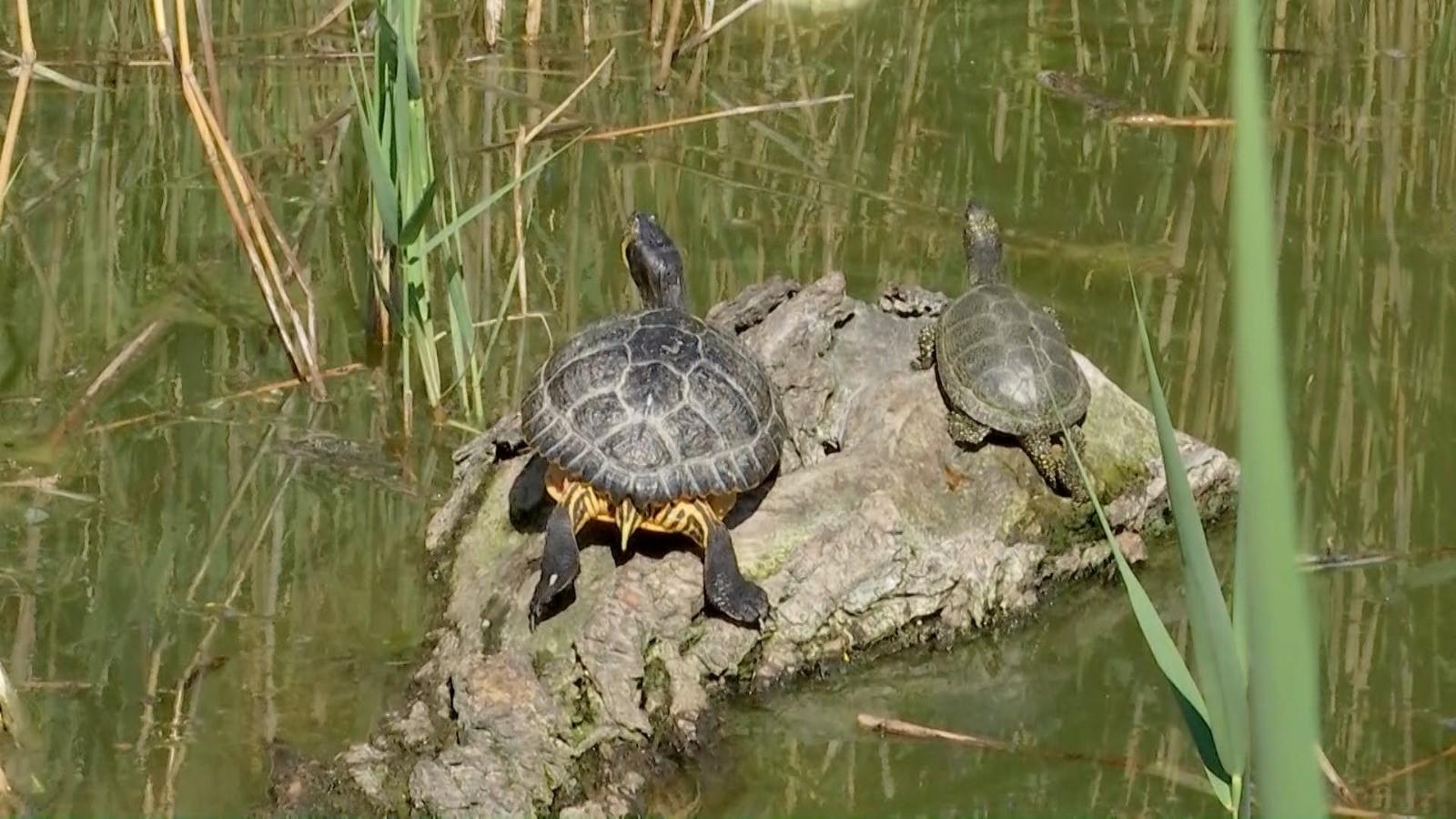 Ţestoasele de Florida fac legea în lacurile româneşti: Distrug ouăle speciilor autohtone protejate