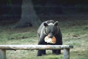 13 urşi din Covasna vor fi împuşcaţi. Localnicii s-au plâns că le distrug gospodăriile şi le ucid animalele