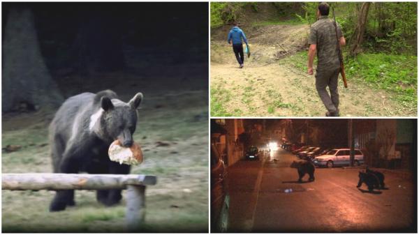 116 urși din România ar putea fi împuşcaţi. Cine sunt cei care vor hotărî soarta acestor animale sălbatice