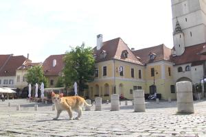 Sibiul, invadat de pisicile comunitare. "Nu poţi să stai să alergi după ele pe terasă"