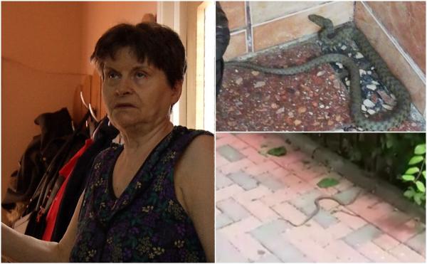 Mărturiile locatarilor care au scăpat de şobolani şi s-au ales cu un şarpe în bloc: ''Doamne fereşte! Iarba nu se taie, avem de toate''