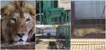 Cum au reușit cei doi lei să "evadeze" din cușcă, la ZOO Rădăuți. După aproape o oră și jumătate, animalele au fost tranchilizate și reintroduse în țarc