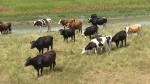UE arată cu degetul spre România: Vacile, marii poluatori. Reacţia fermierilor şi a consumatorilor