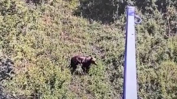 Traseul ursului care a băgat spaima în localnicii dintr-o comună de lângă Bucureşti. Unde se află acum animalul sălbatic