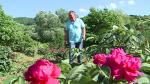 Un bărbat din Mureș a dat lovitura în afaceri cu trandafirii pentru dulceață: "Este o delicatesă pe care foarte mulţi consumatori o preferă"